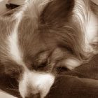 犬